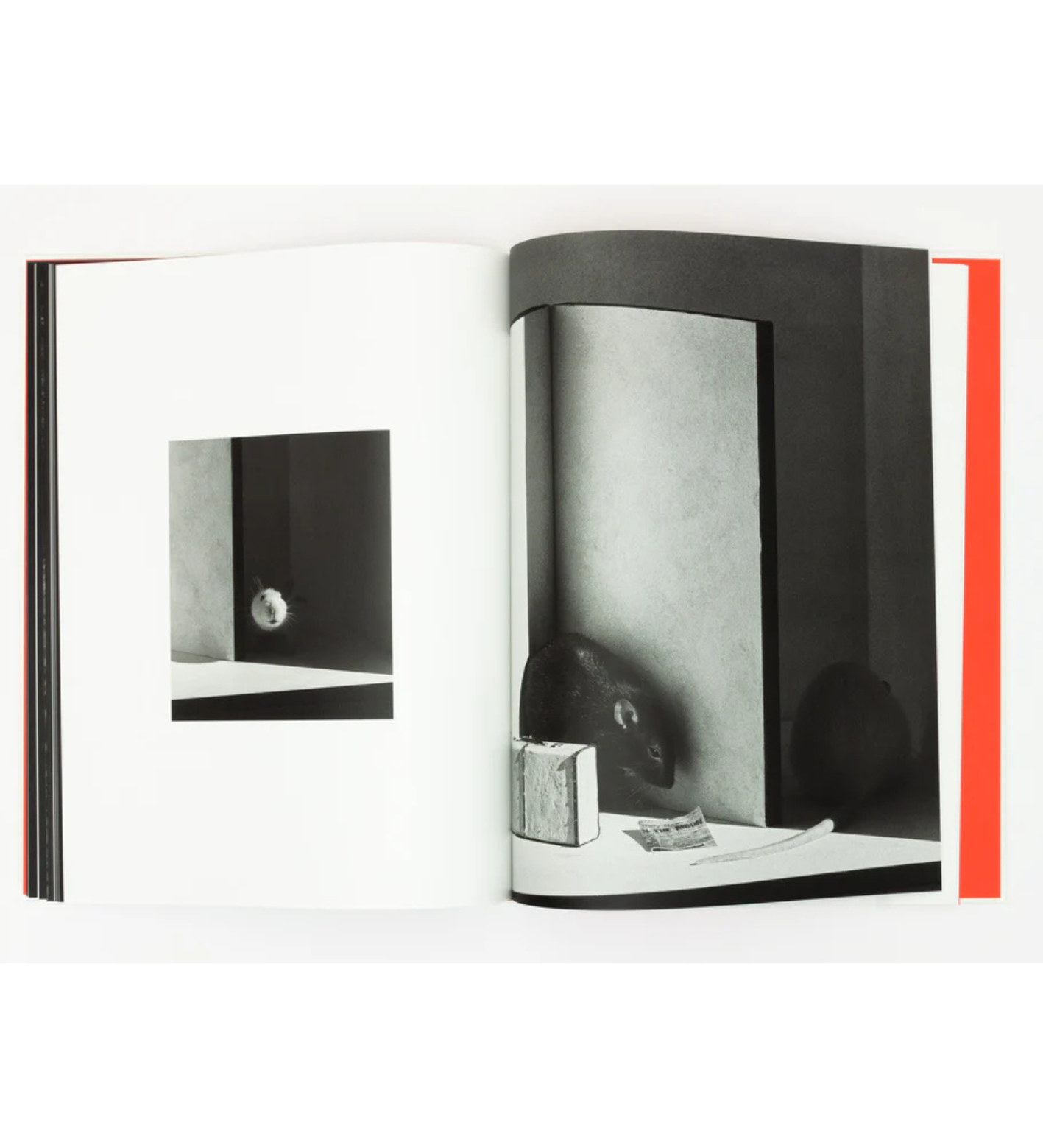 Jack Davison: A is for Ant