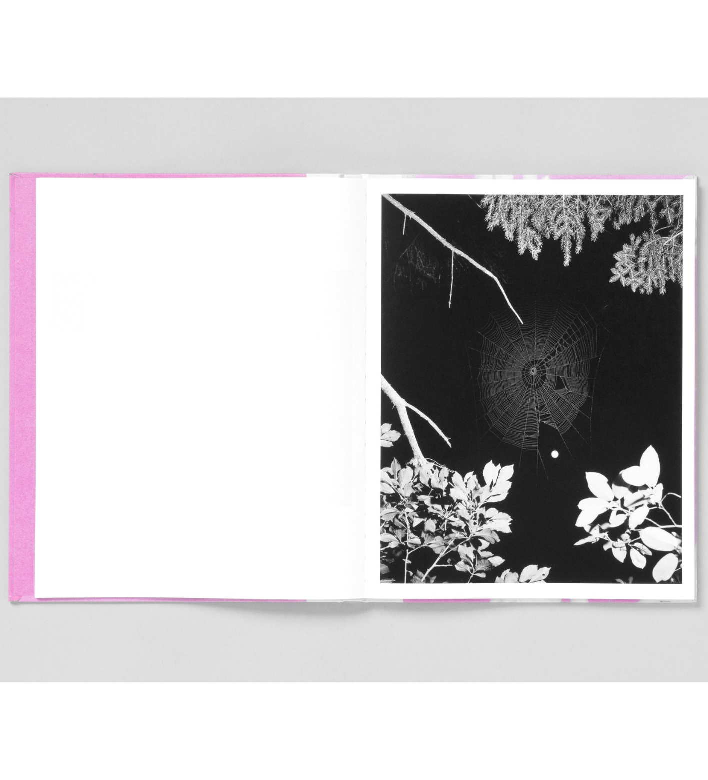 Pia-Paulina Guilmoth: Flowers Drink the River