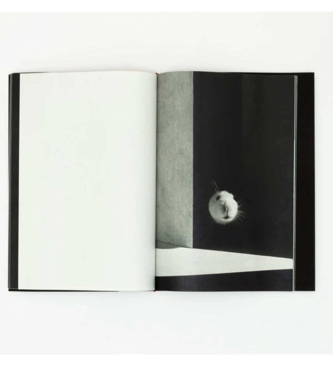 Jack Davison: A is for Ant Children's Edition