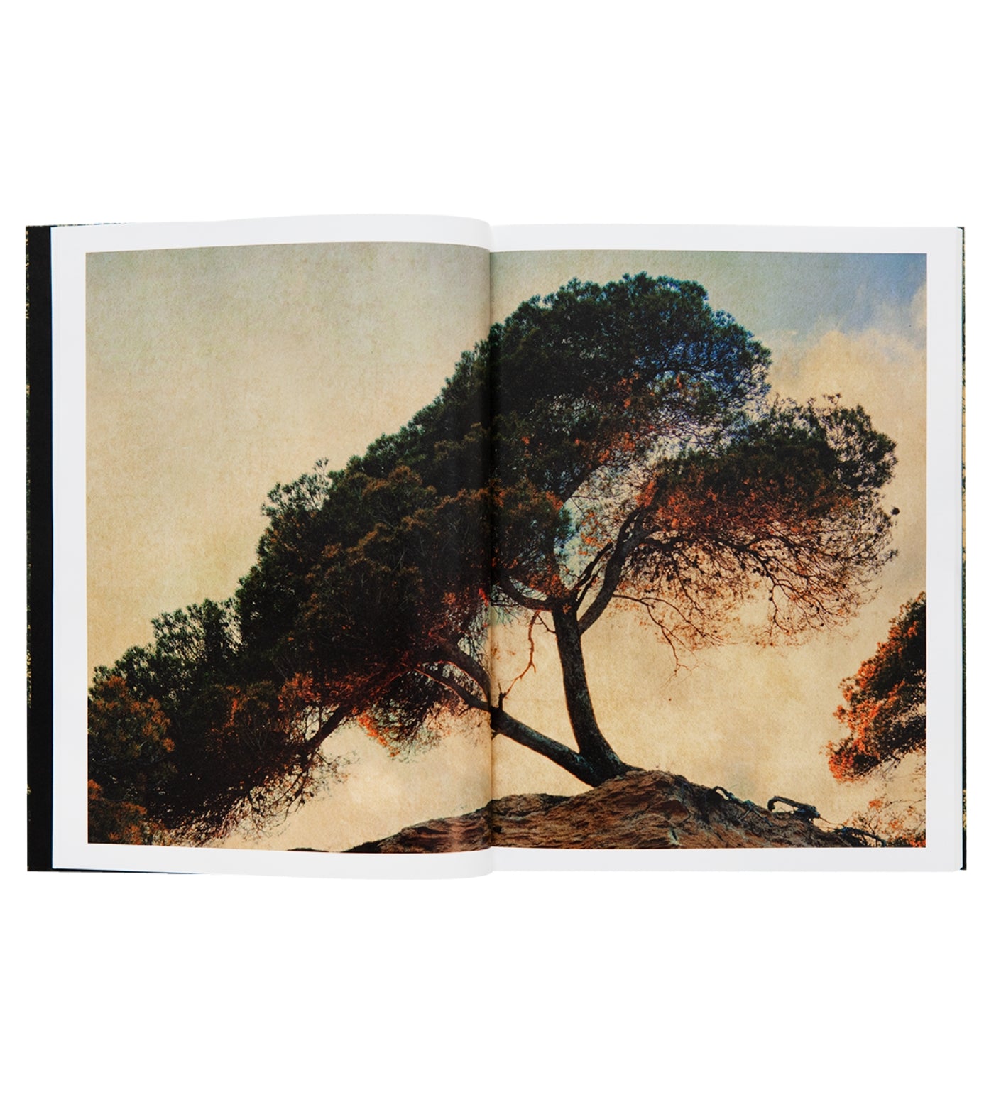 Albarrán Cabrera: On Listening To Trees