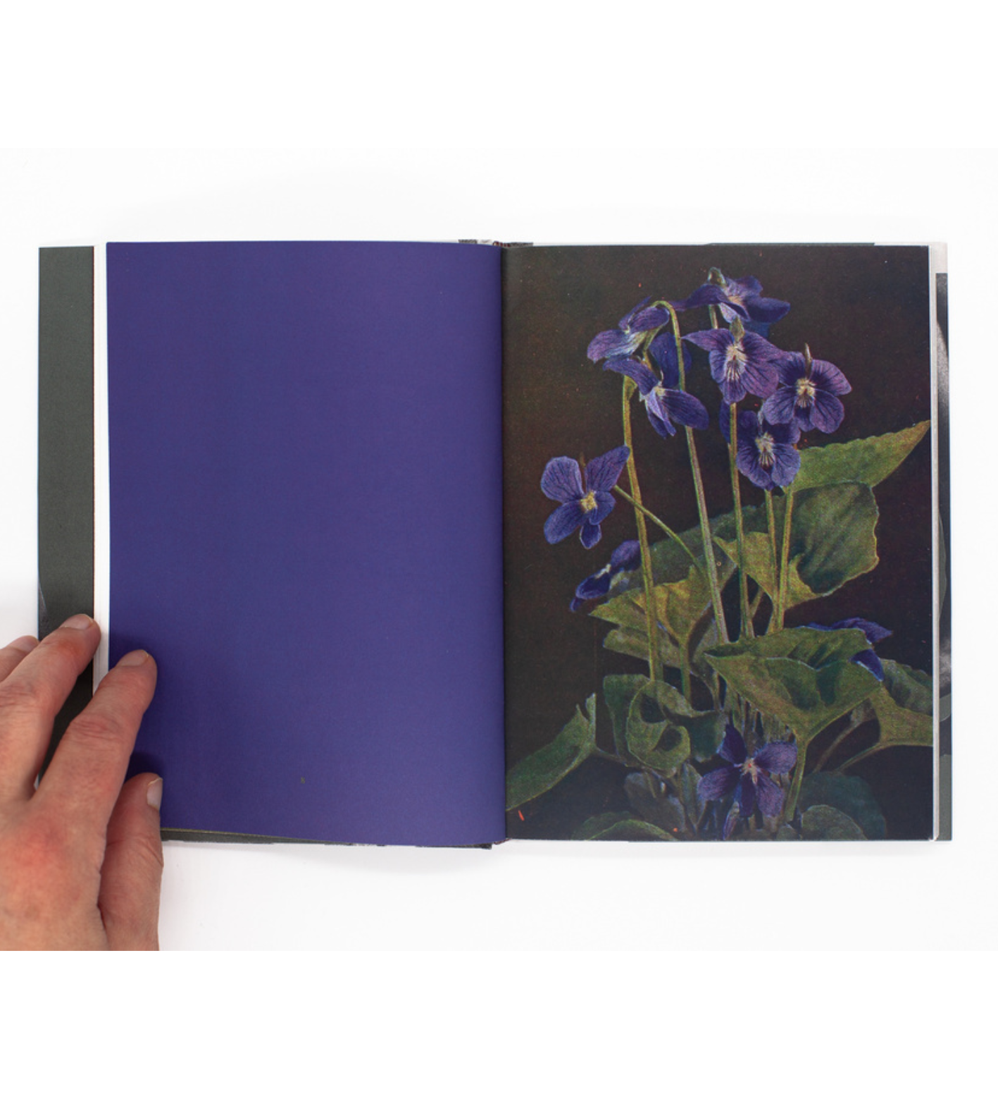 James Gallagher: Wild Flowers