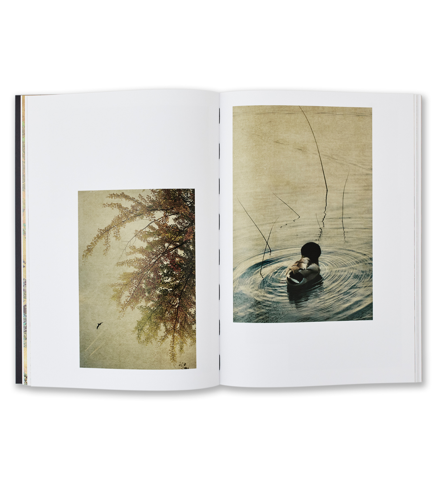 Albarrán Cabrera: Windows to the Unexpected