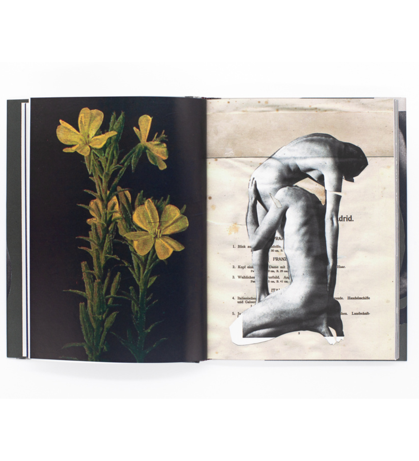James Gallagher: Wild Flowers