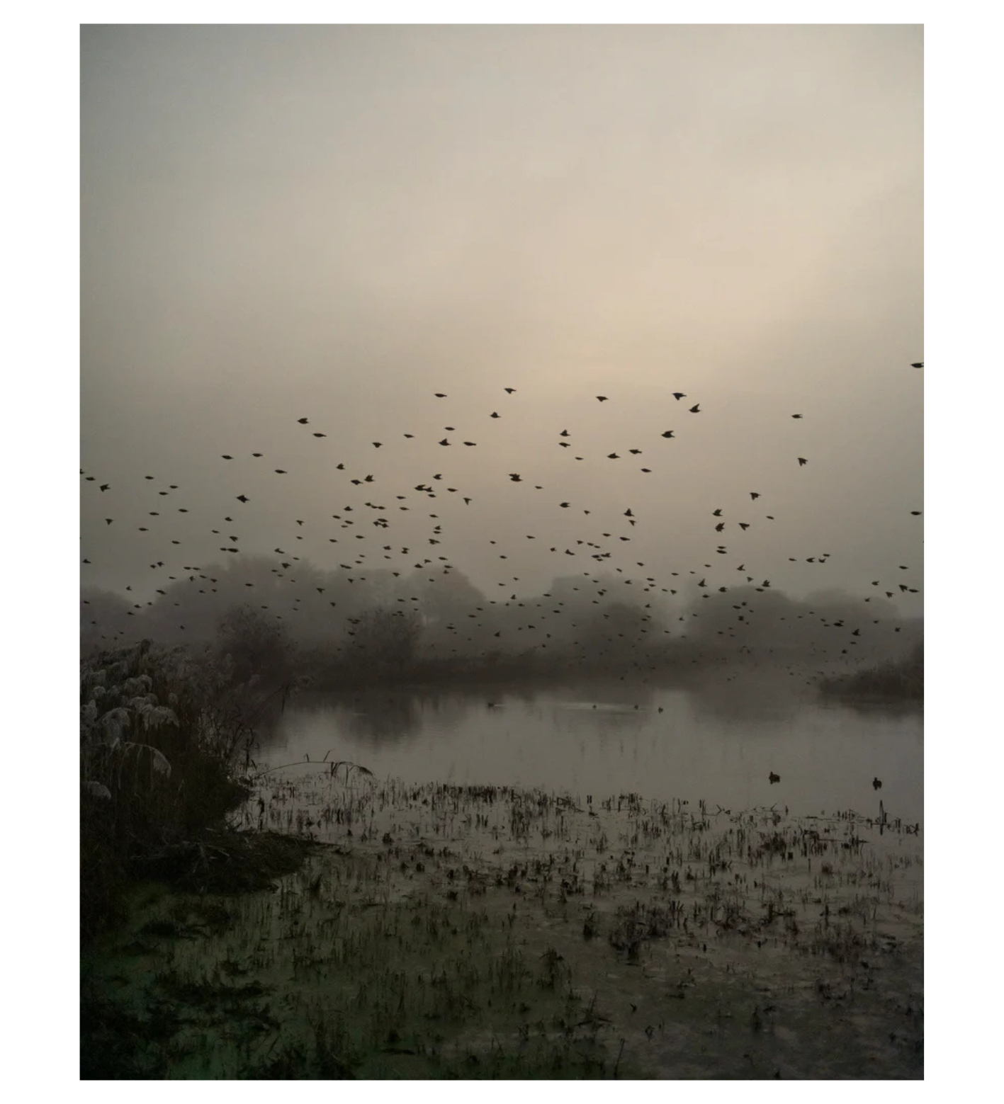 Jem Southam: Starlings