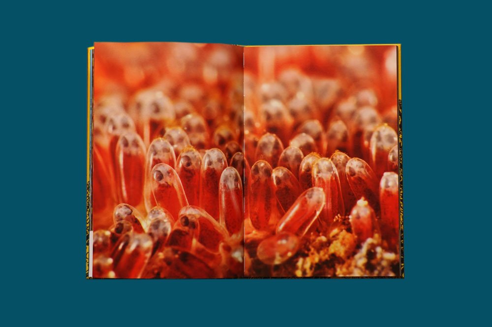 SONG HE AND NICO KREBS -THE ANEMONE, THE CLOWNFISH AND DR.SONG