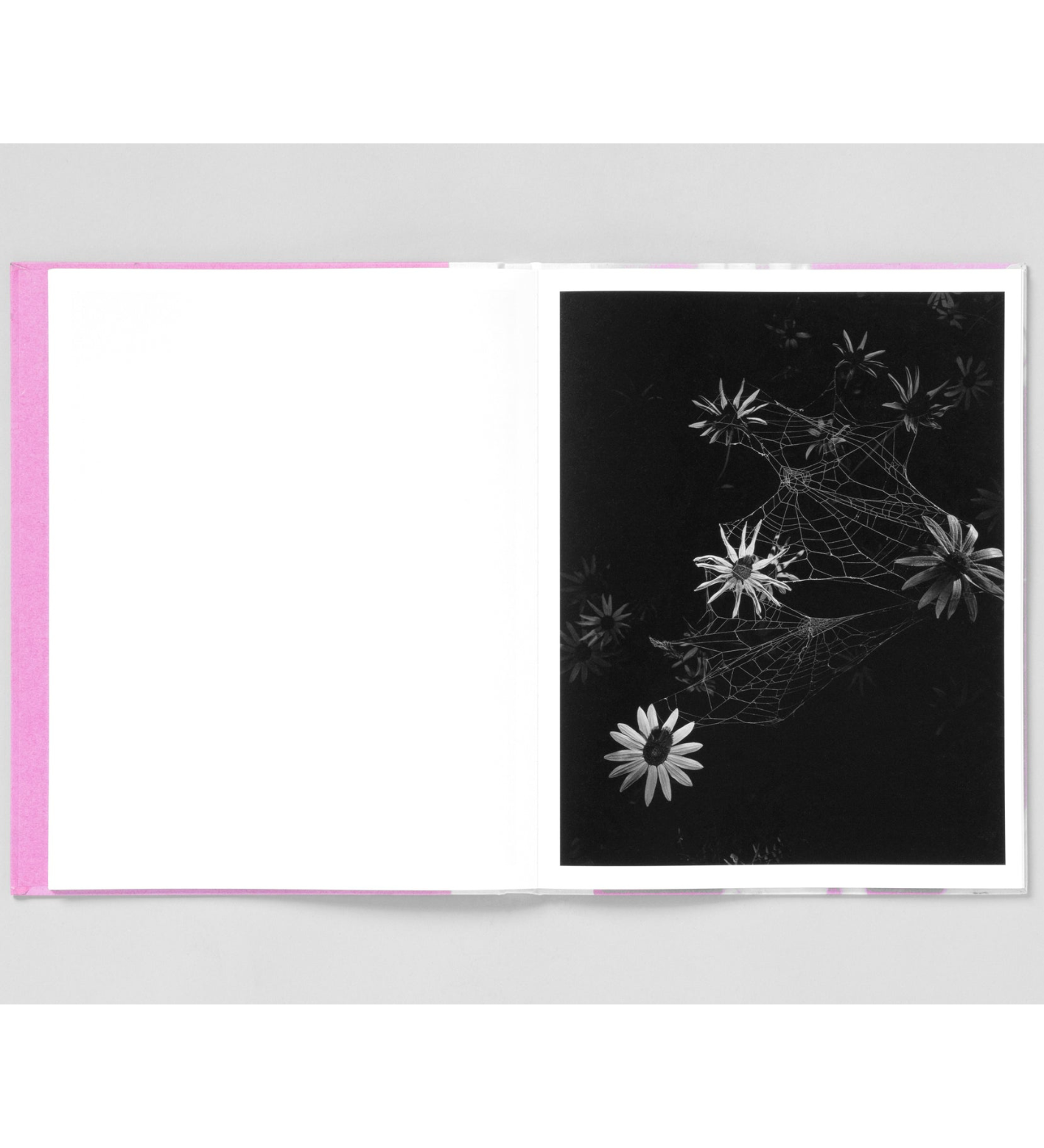 Pia-Paulina Guilmoth: Flowers Drink the River
