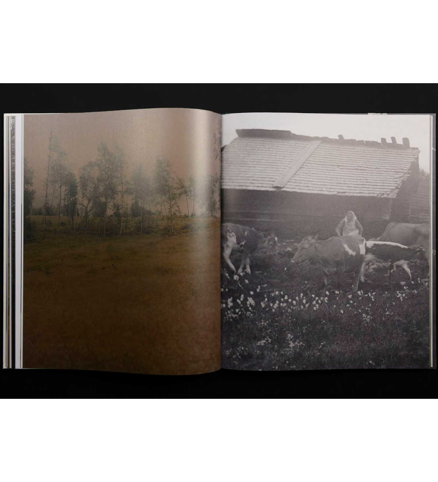 Maja Daniels: Gertrud