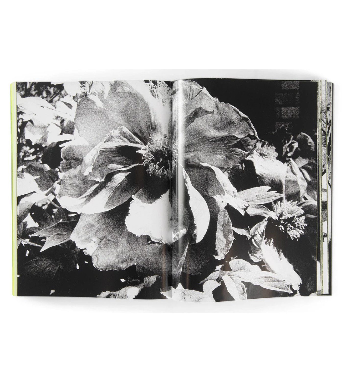 Daido Moriyama: Quartet