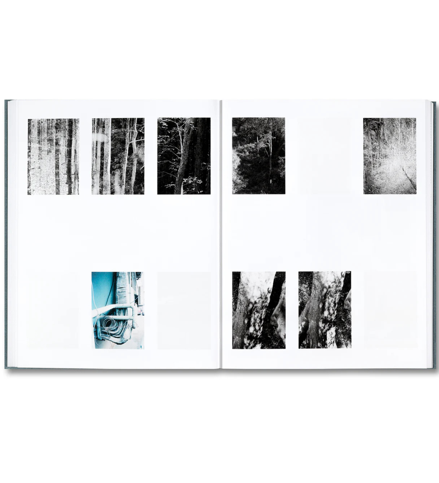 Daniel Shea: Distribution (signed)