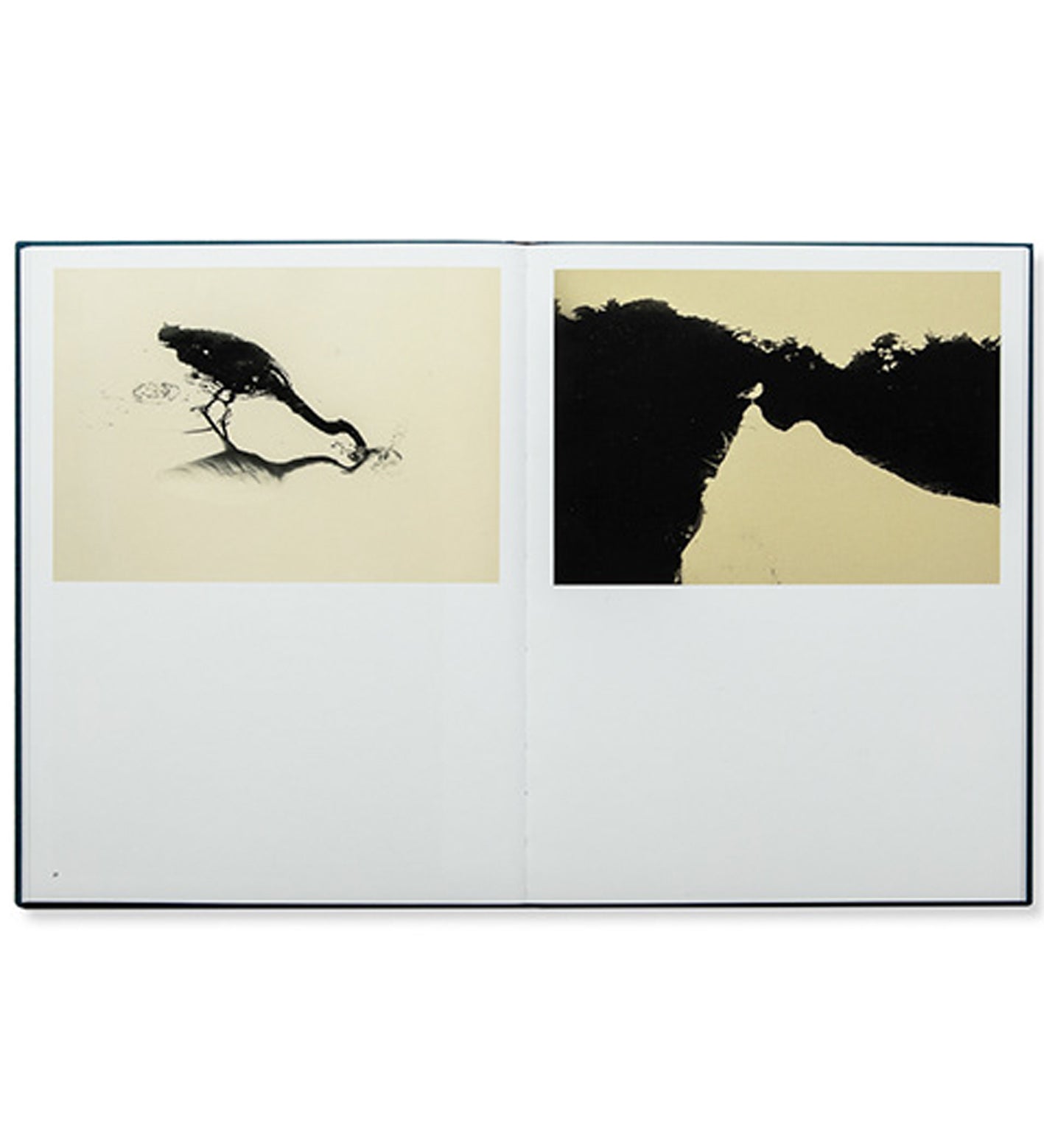 Albarrán Cabrera: Des Oiseaux