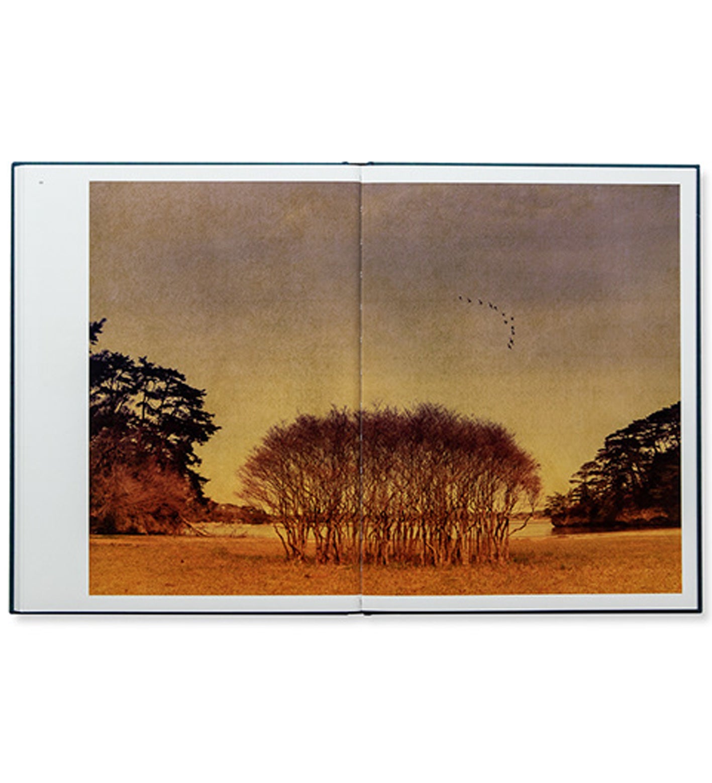 Albarrán Cabrera: Des Oiseaux