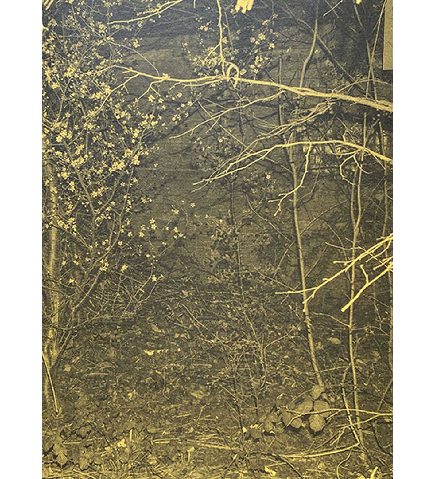 Neil Drabble: Closer (signed)