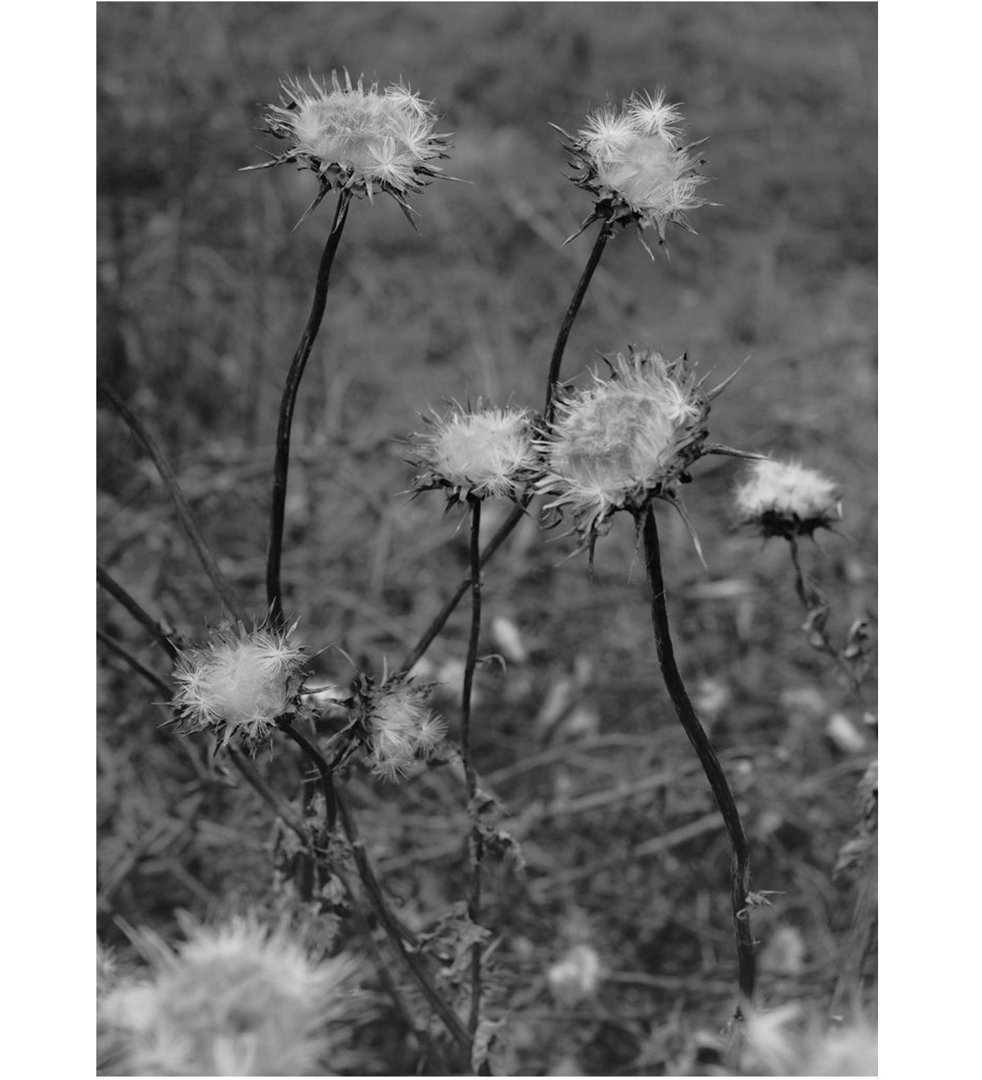 Bryan Schutmaat: County Road (signed/preorder)
