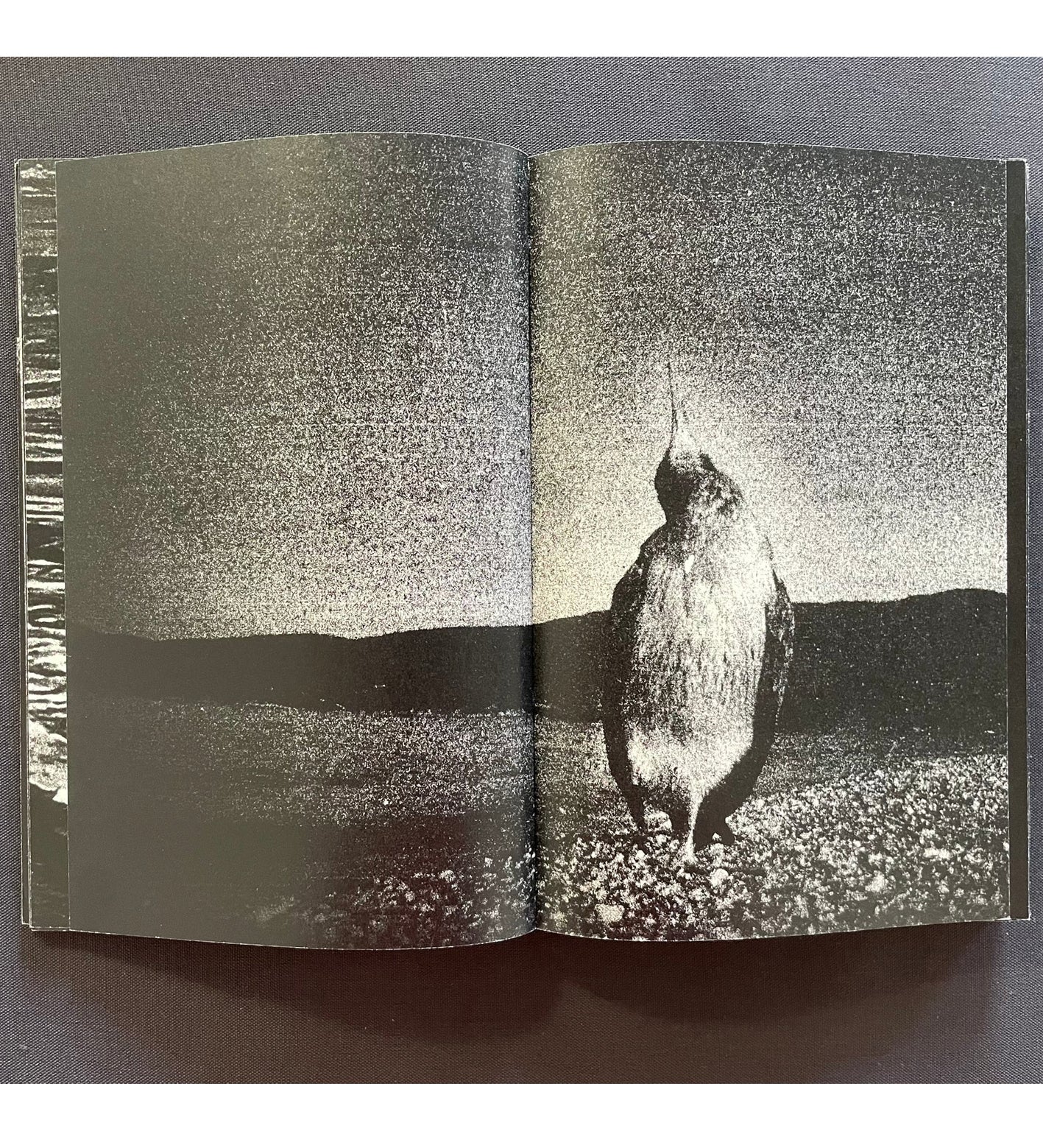 Ilias Georgiadis: Forecast / Special Edition (signed & numbered)