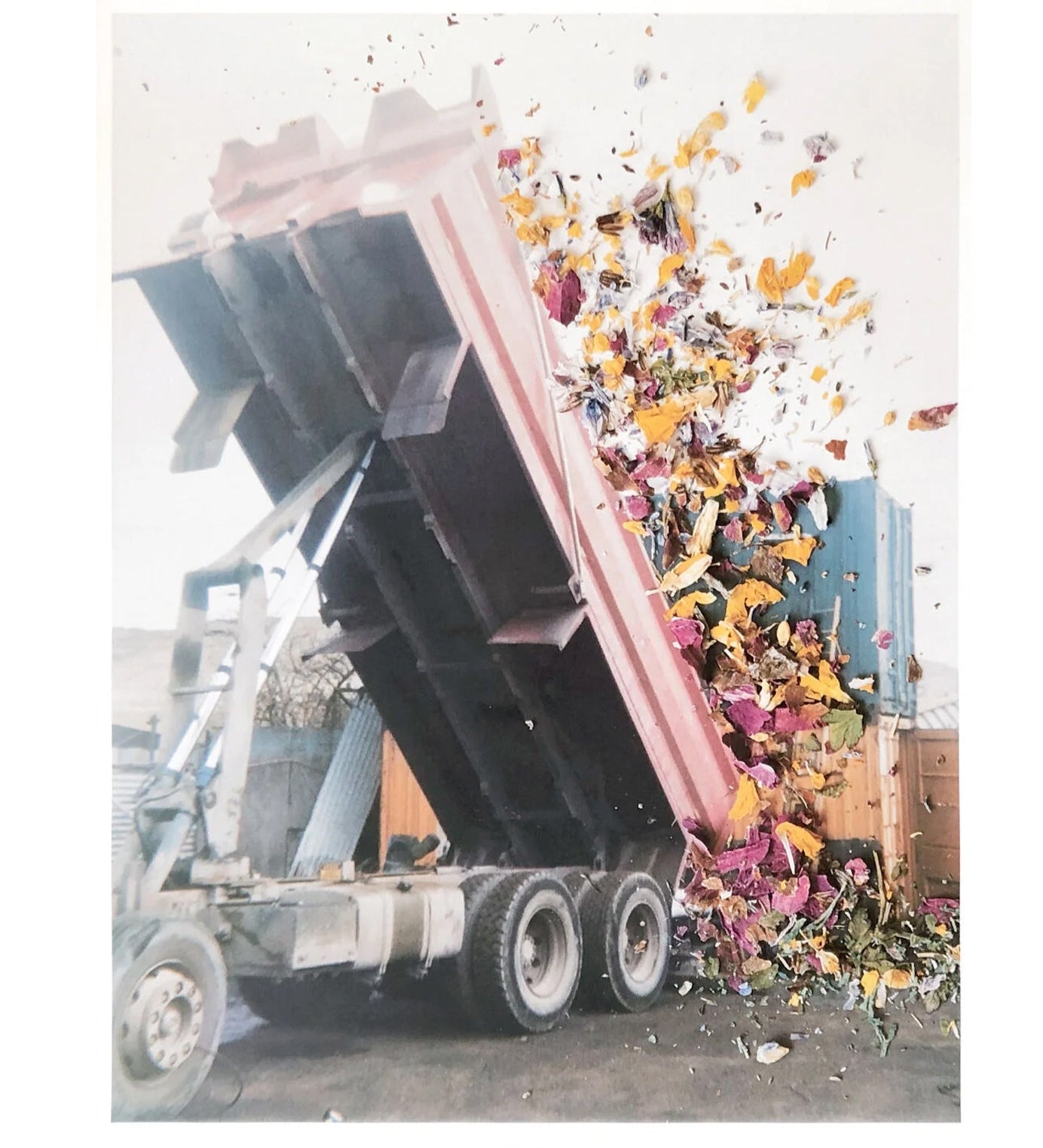 Stephen Gill: Hackney Flowers Poster