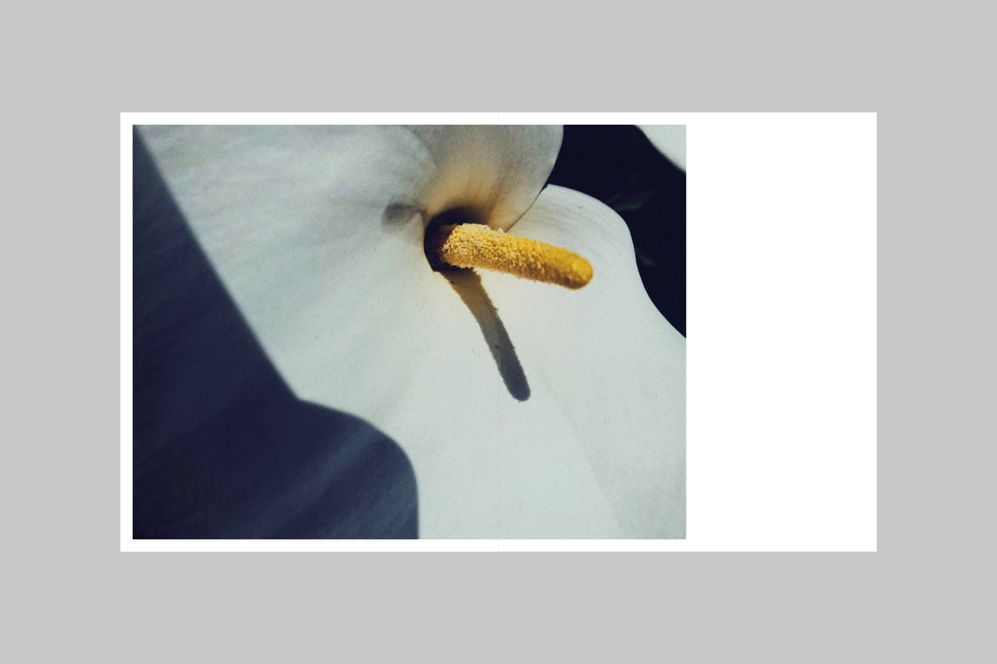 JAN LEHNER — YIELD