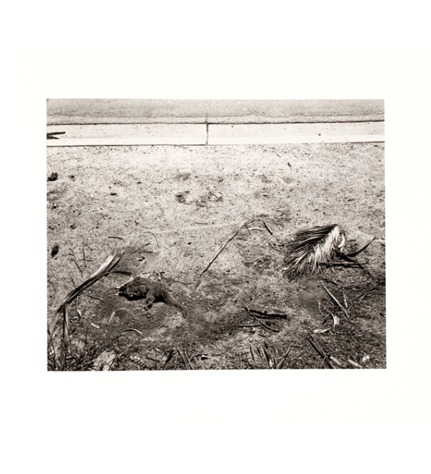 Robert Adams: Los Angeles Spring