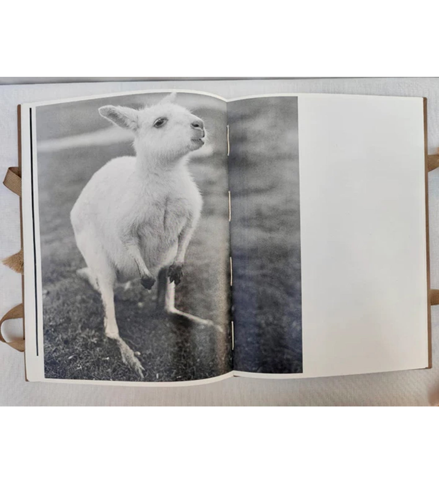 Morganna Magee: Phenomena (signed & numbered)