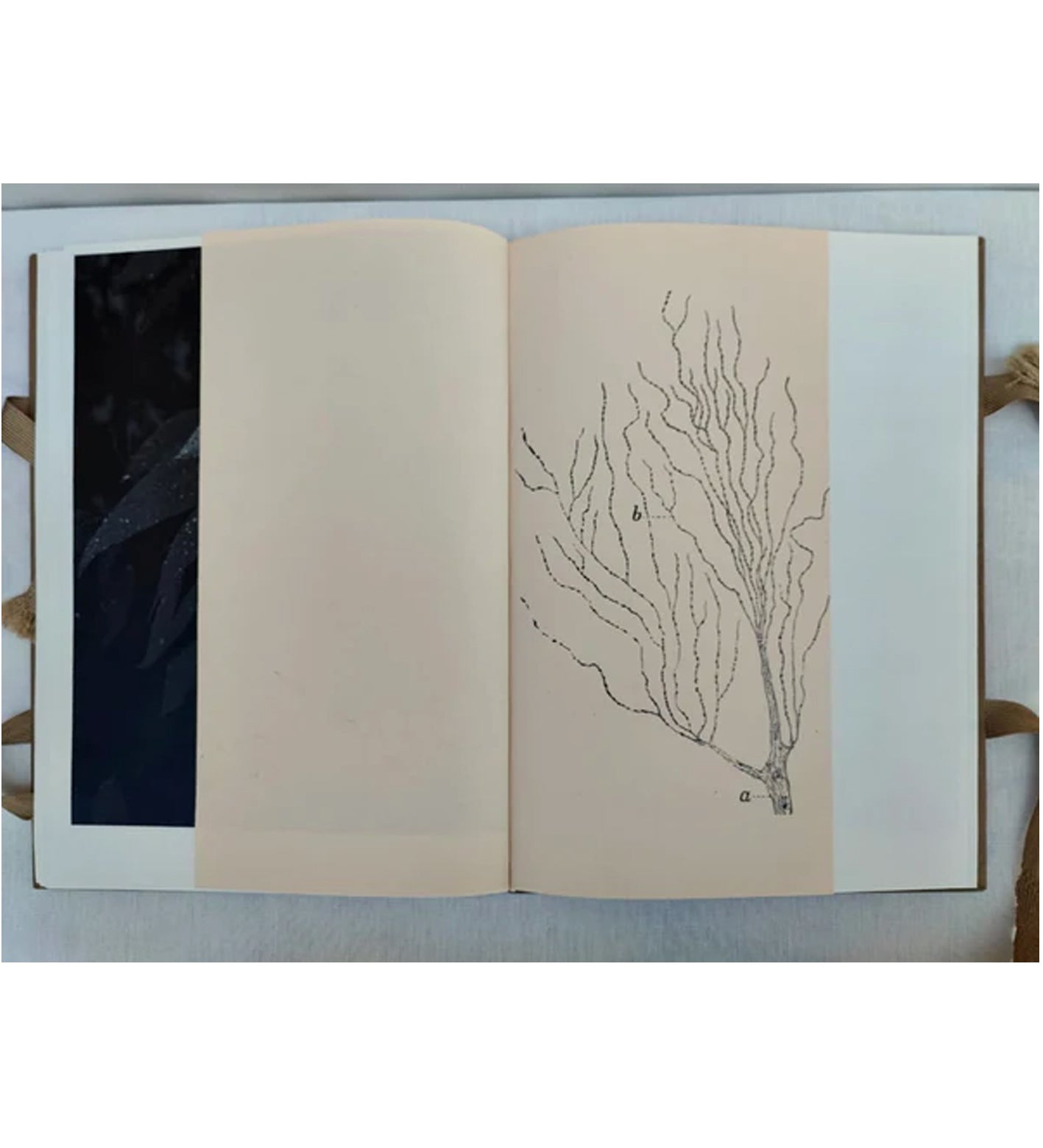 Morganna Magee: Phenomena (signed & numbered)