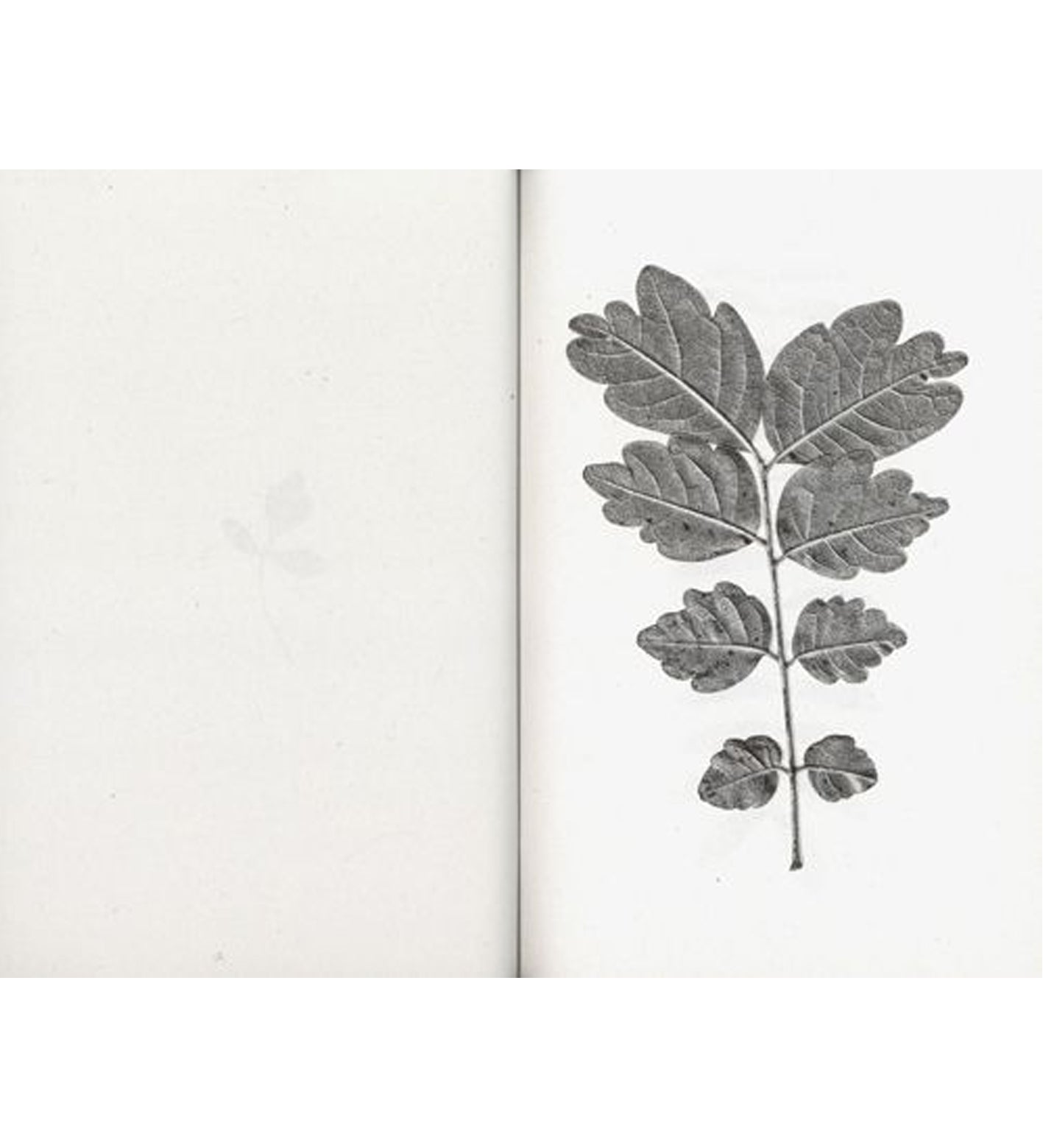 Jamie Yeo: Plant Scans