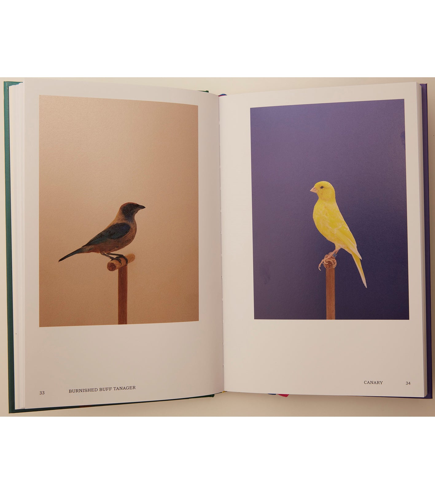 Luke Stephenson: An Incomplete Dictionary of Show Birds Vol. 2