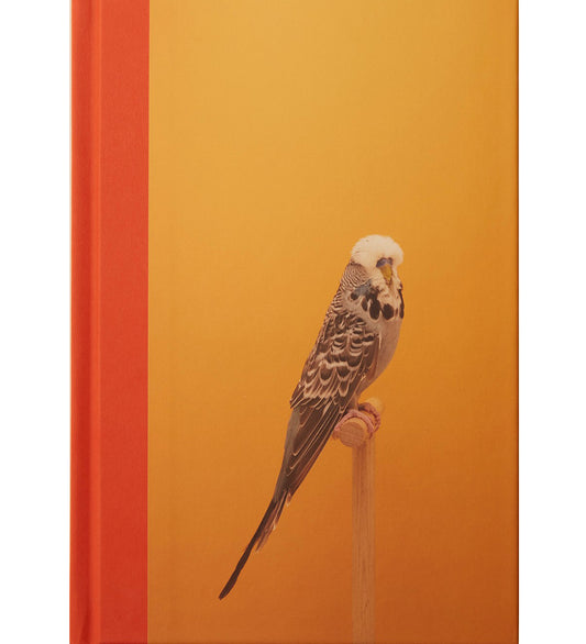 Luke Stephenson: An Incomplete Dictionary of Show Birds Vol. 2