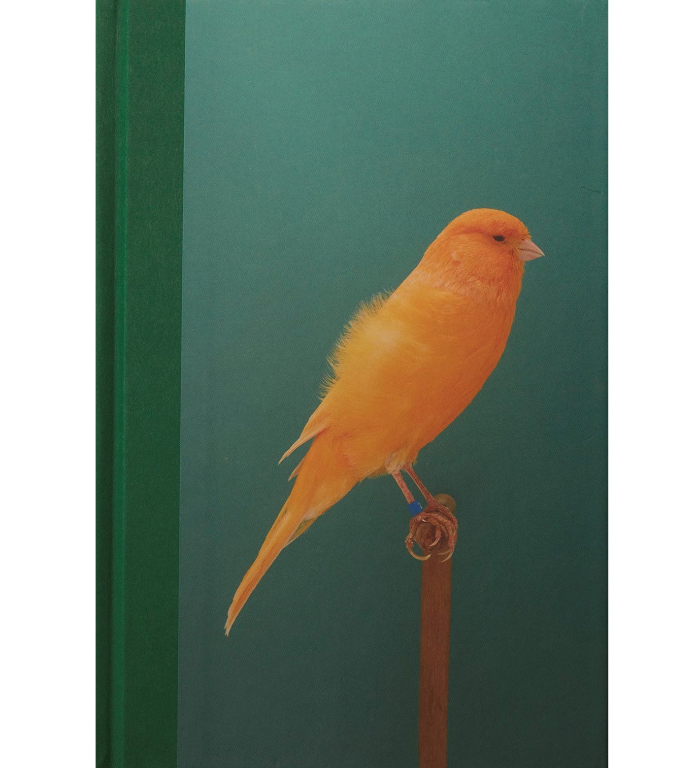 Luke Stephenson: An Incomplete Dictionary of Show Birds Vol. 2