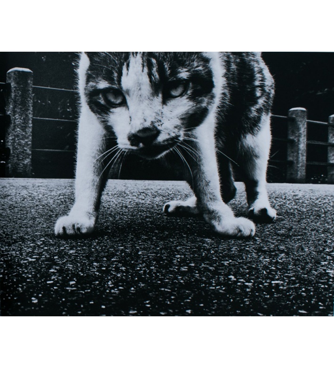 Daido Moriyama: Stray Cats (Signed)