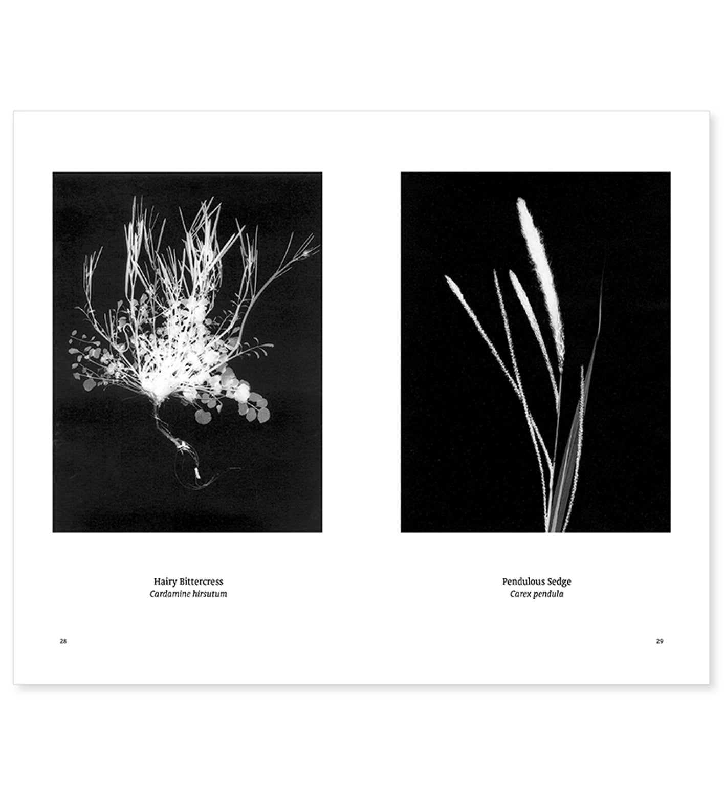 William Arnold: Suburban Herbarium