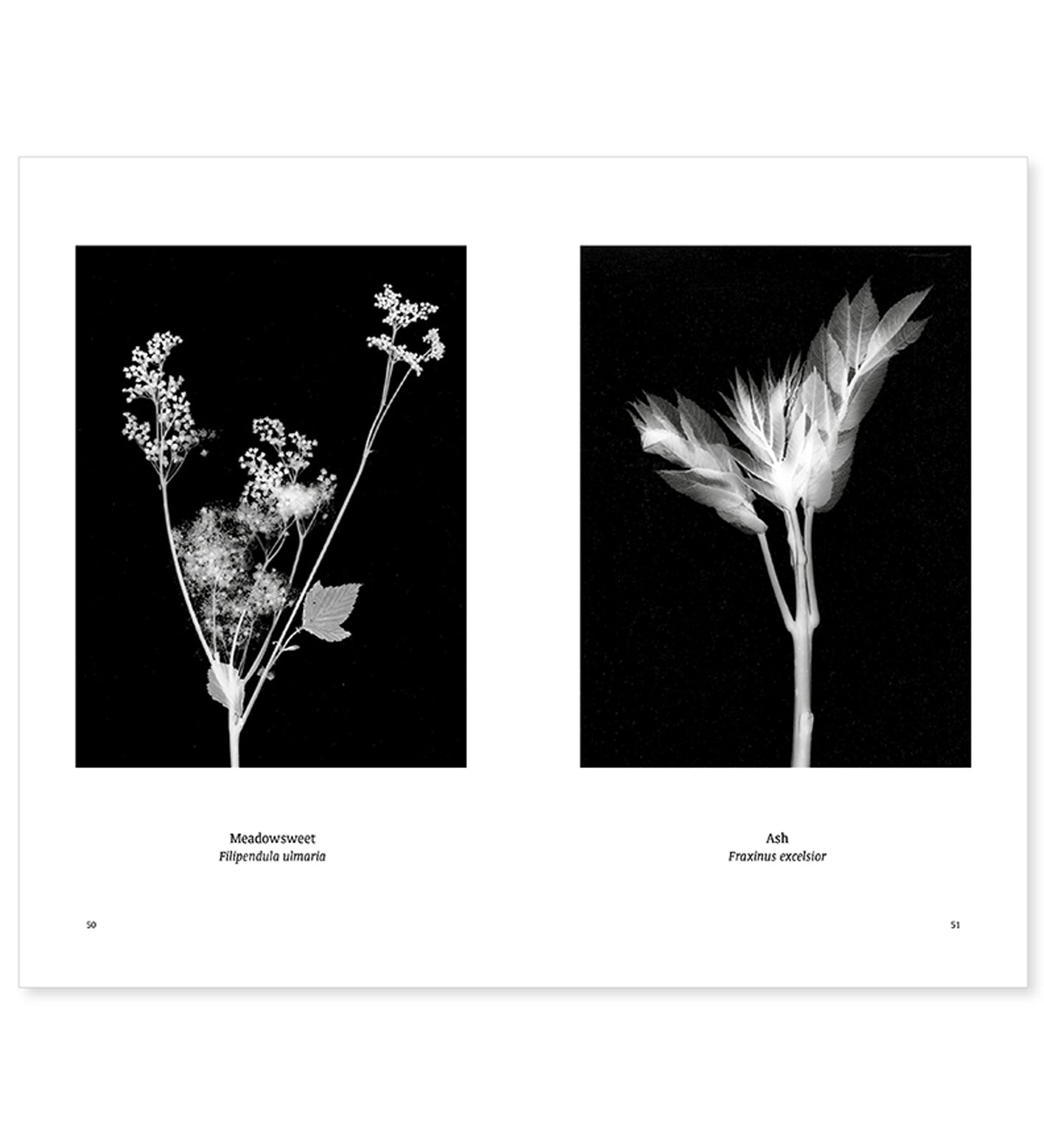 William Arnold: Suburban Herbarium