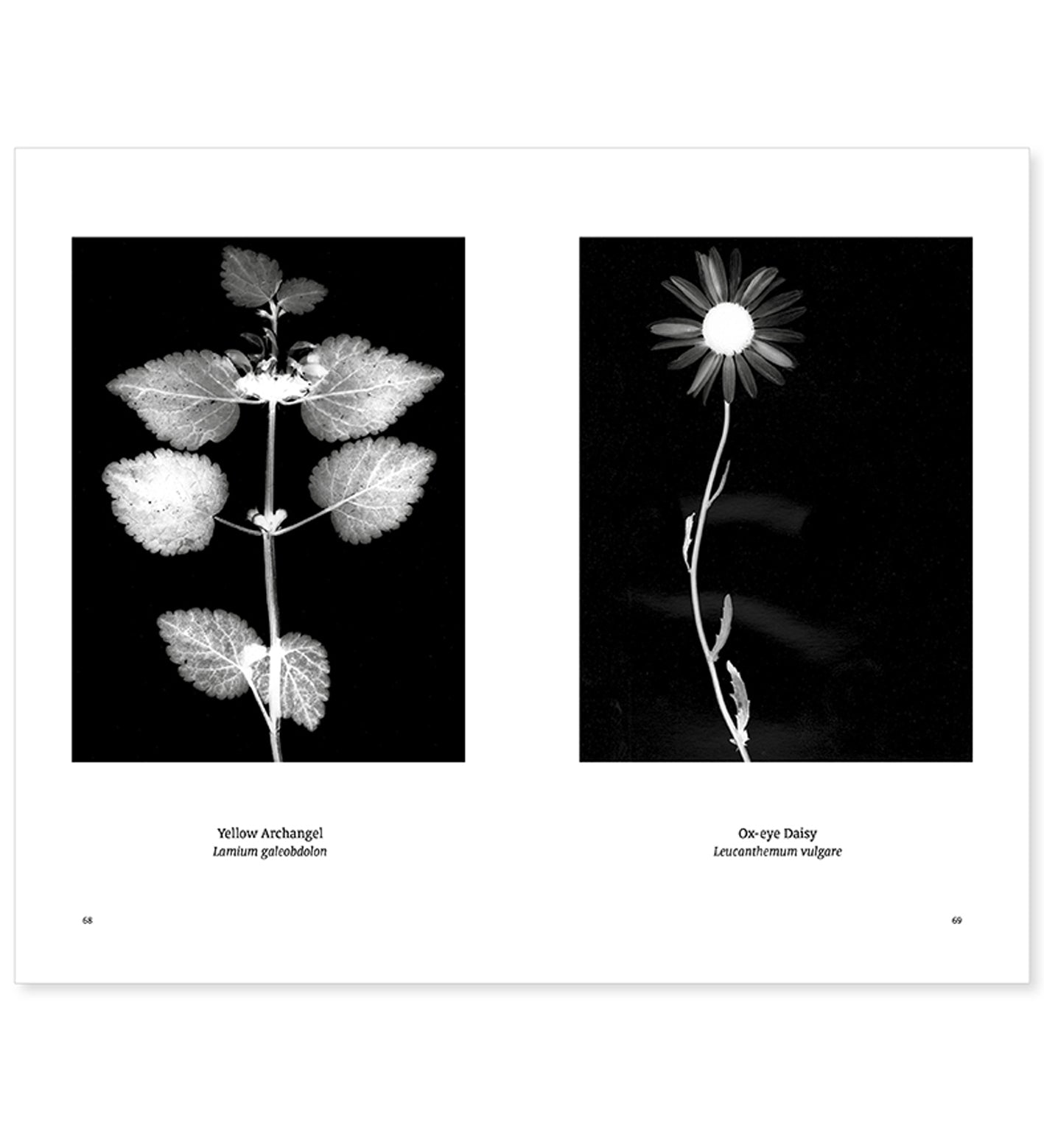 William Arnold: Suburban Herbarium