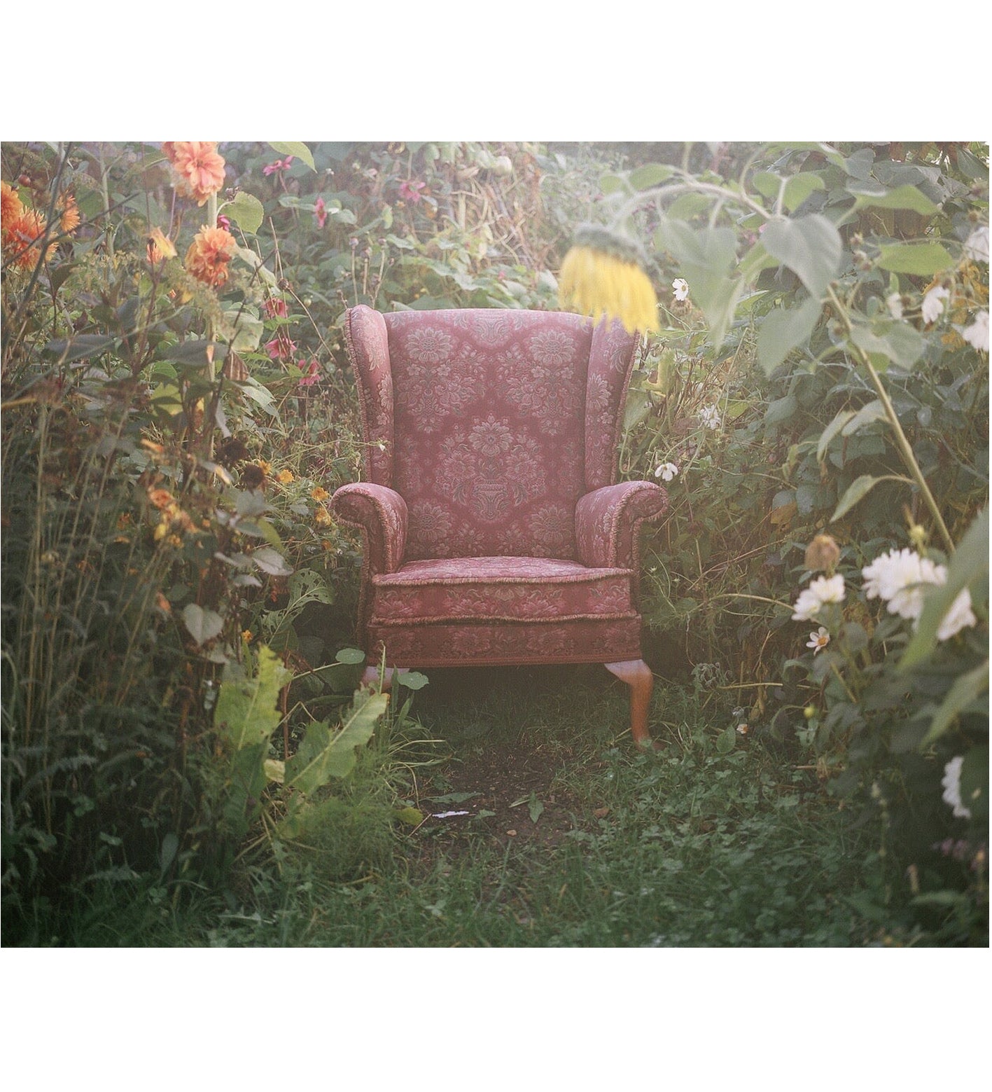 Siân Davey: The Garden (Signed)