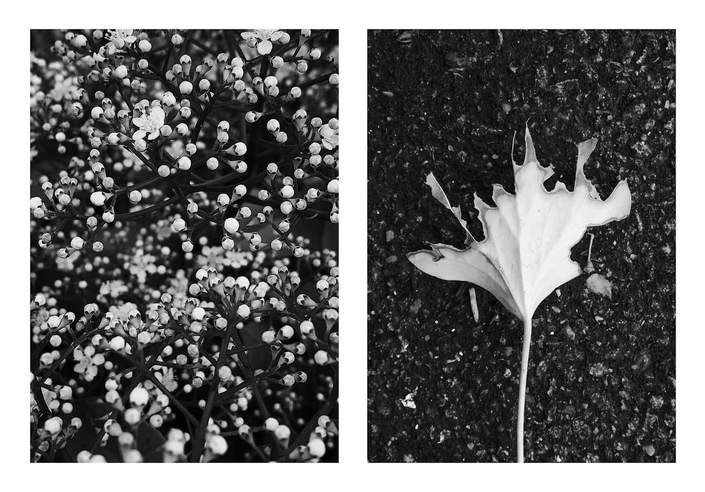 Tyrone Williams & Jonathan Wilson: Broken Mirrors (Signed)