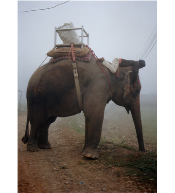 Olgaç Bozalp: Buddha was Born Here