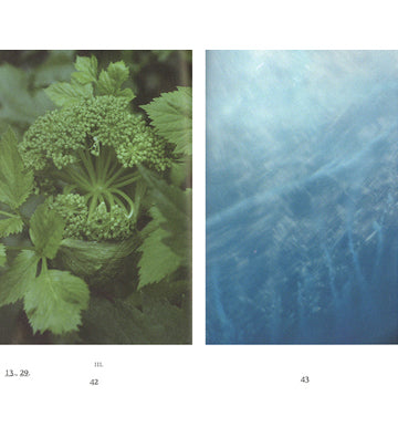 Dries Segers: Hotel Bellevue
