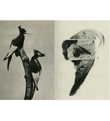 Irene Zottola: ĺcaro (signed)