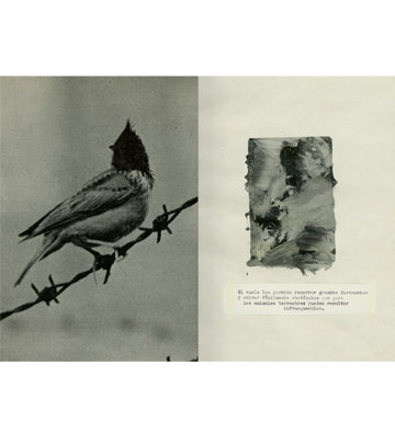 Irene Zottola: ĺcaro (signed)