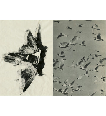 Irene Zottola: ĺcaro (signed)