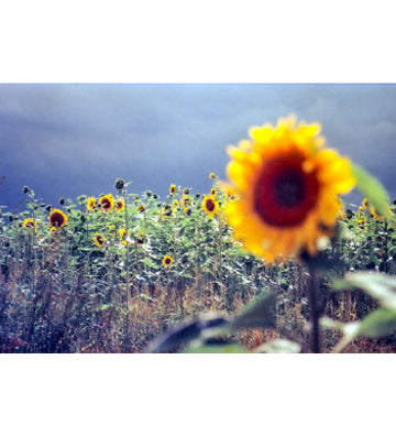 KONO! Delight Art 100 35mm Film