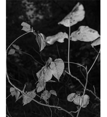 Donavon Smallwood: Languor