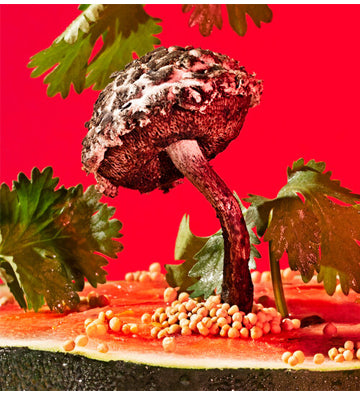 Phyllis Ma: Mushrooms and Friends 3