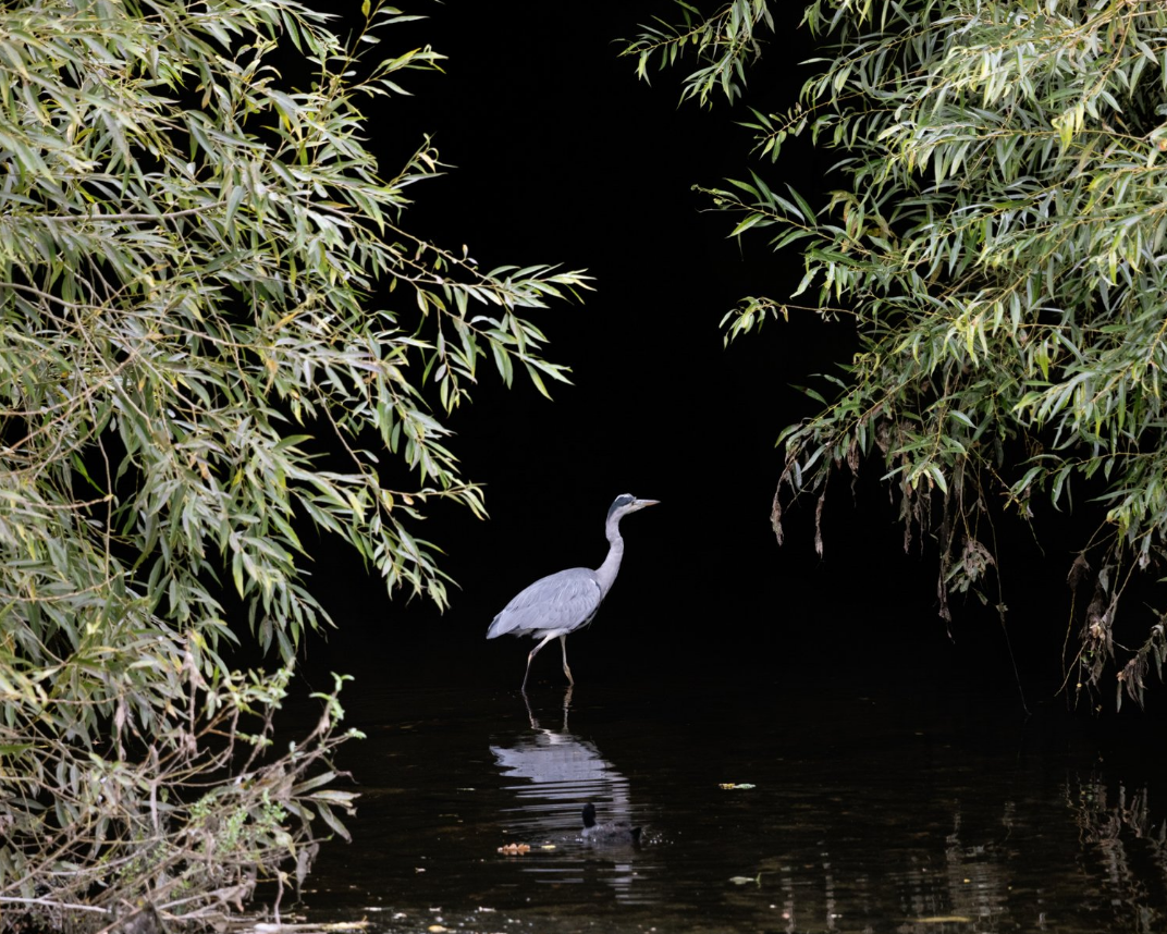 Freya Najade: The Hackney Marshes