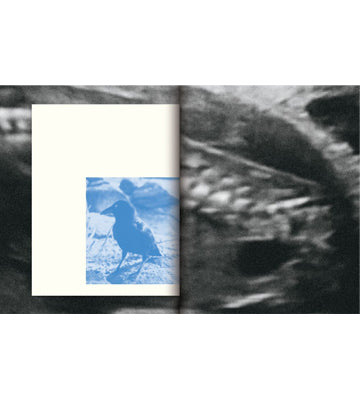 Ying Ang: The Quickening (signed)