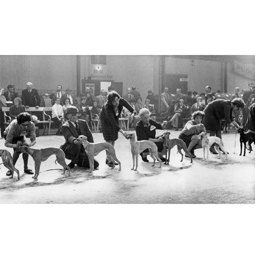 Shirley Baker: Dog Show 1961 - 1978