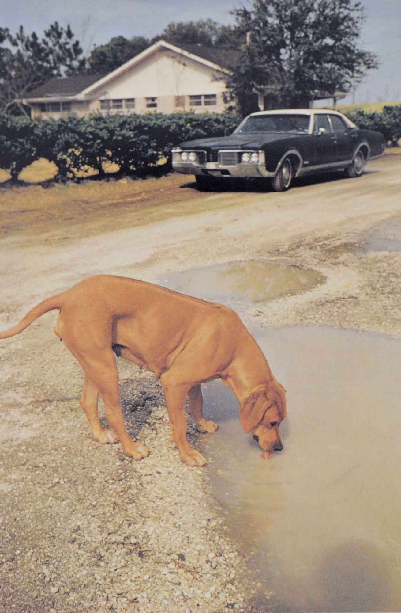 William Eggleston's Guide