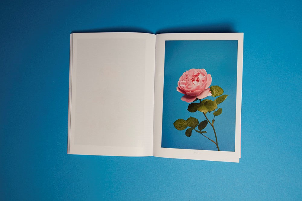 Luke Stephenson: The English Rose (Signed)
