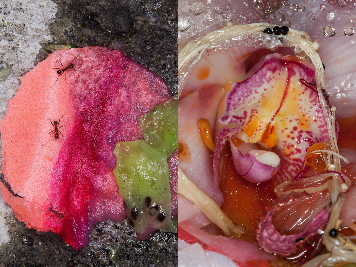 Maisie Cousins: Rubbish, Dipping Sauce, Grass, Peonie, Bum (Signed)