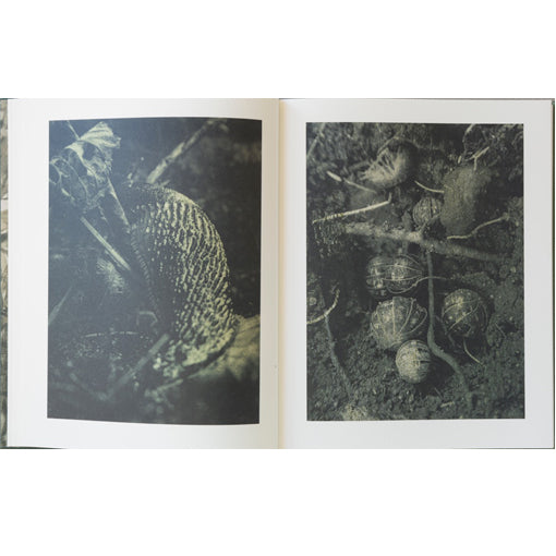 Stephen Gill: Night Procession