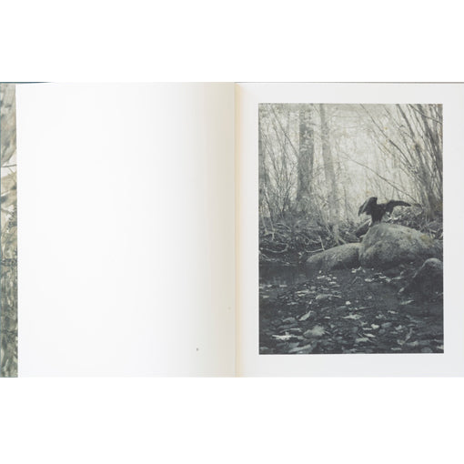 Stephen Gill: Night Procession