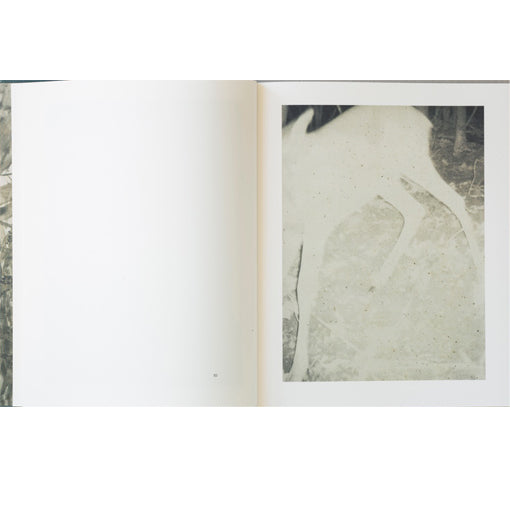 Stephen Gill: Night Procession